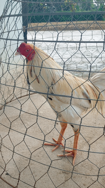 Bớm 2k6 Tay 1 cục . Mua bán Gà tại Huyện Mỹ Xuyên Sóc Trăng được đăng bởi Dũng Gà Tuyển  hình 1
