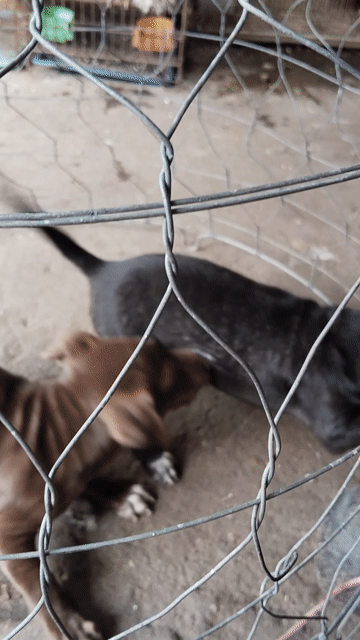 Chó Pitbull lai Đực Cái Nâu Đen. Mua bán Chó tại Quận 12 Tp Hồ Chí Minh được đăng bởi Lê Đình Bảo Minh hình 1