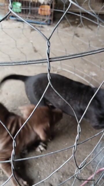 Chó Pitbull lai Đực Cái Nâu Đen. Mua bán Chó tại Quận 12 Tp Hồ Chí Minh được đăng bởi Lê Đình Bảo Minh hình 1