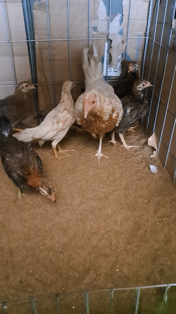 Gà tre  giống nhỏ trống 2 tháng. Mua bán Gà tại Quận 10 Tp Hồ Chí Minh được đăng bởi Trung hình 1