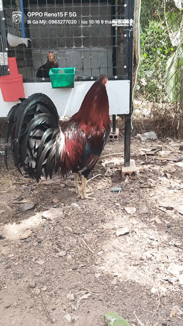 Gà Mỹ Đực 3.5kg Đỏ tía, đen. Mua bán Gà tại Huyện Châu Phú An Giang được đăng bởi Bi Gà Mỹ  hình 1