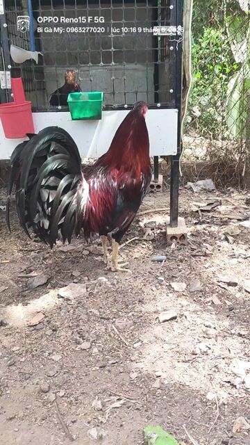 Gà Mỹ Đực 3.5kg Đỏ tía, đen. Mua bán Gà tại Huyện Châu Phú An Giang được đăng bởi Bi Gà Mỹ  hình 1