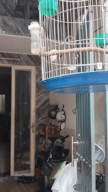 Chim Cưỡng biết nói đã thuần. Mua bán Chim tại Quận Gò Vấp Tp Hồ Chí Minh được đăng bởi Hồ Hoàn Vũ  hình 1