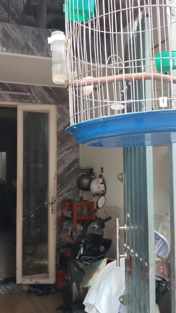 Chim Cưỡng biết nói đã thuần. Mua bán Chim tại Quận Gò Vấp Tp Hồ Chí Minh được đăng bởi Hồ Hoàn Vũ  hình 1