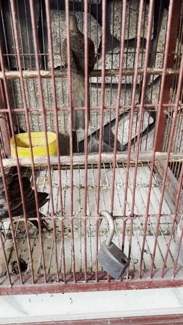 Chim Cu cườm 1 trống 1 mái 1 năm. Mua bán Chim tại Thành phố Nha Trang Khánh Hòa được đăng bởi 🪐 Binh 🩸 Nguyên🪐 hình 1