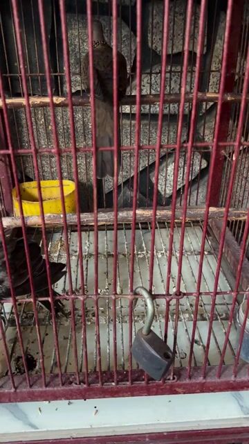 Chim Cu cườm 1 trống 1 mái 1 năm. Mua bán Chim tại Thành phố Nha Trang Khánh Hòa được đăng bởi 🪐 Binh 🩸 Nguyên🪐 hình 1