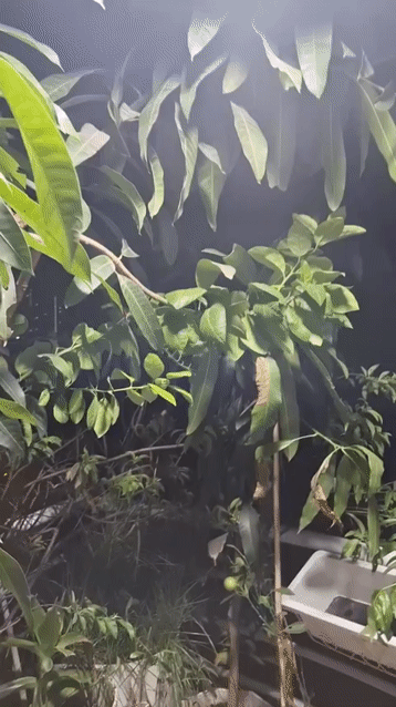 Cho thuê Phòng trọ Quận 8 Tp Hồ Chí Minh diện tích 10 m² giá 1,59 triệu/tháng