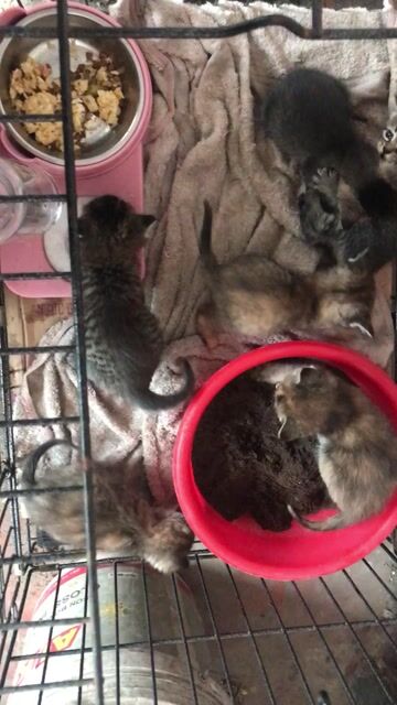 Mèo Anh lông dài lai 3 tháng. Mua bán Mèo tại Huyện Đông Anh Hà Nội được đăng bởi hao duong hình 1