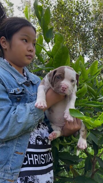 BANDOG THÁI LAN. Mua bán Chó tại Huyện Vũng Liêm Vĩnh Long được đăng bởi Ngọc Trâm hình 1