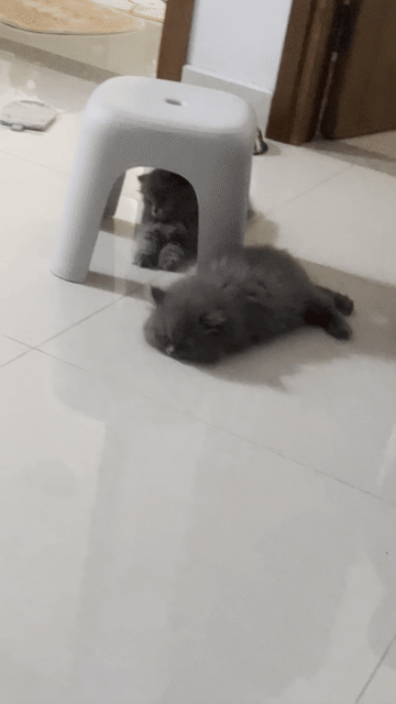 Mèo Anh lông dài Xám lilac. Mua bán Mèo tại Thành phố Vũng Tàu Bà Rịa - Vũng Tàu được đăng bởi Tien Tien hình 1