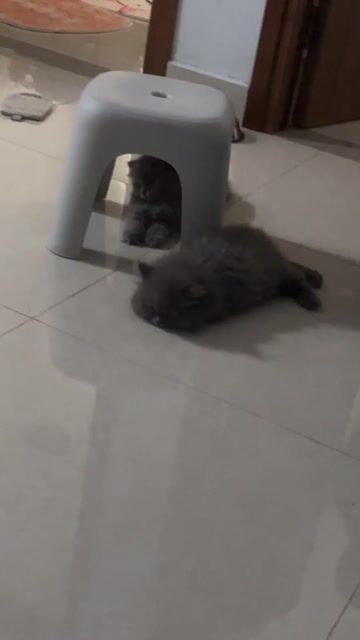 Mèo Anh lông dài Xám lilac. Mua bán Mèo tại Thành phố Vũng Tàu Bà Rịa - Vũng Tàu được đăng bởi Tien Tien hình 1