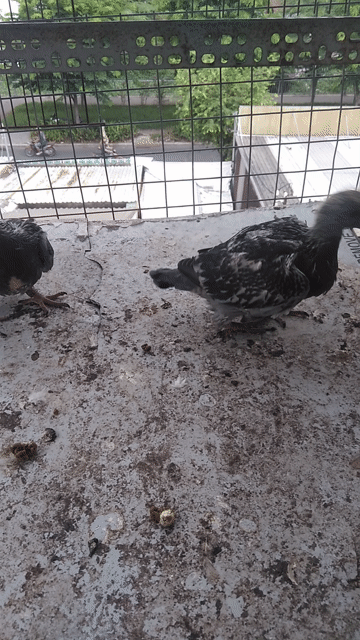 Chim bồ câu Thái đua Xám đen Khỏe mạnh. Mua bán Chim tại Quận 6 Tp Hồ Chí Minh được đăng bởi Quân hình 1