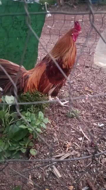 Khét chân xanh 2kg8 bướm 2kg7. Mua bán Gà tại Huyện Trảng Bom Đồng Nai được đăng bởi Nguyễn Nhân hình 1