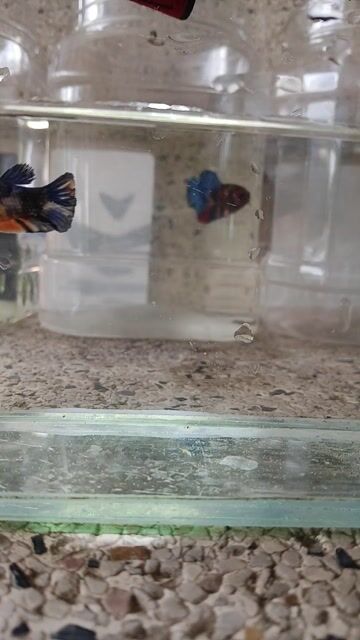 Cá betta 4. Mua bán Thú cưng khác tại Huyện Trà Ôn Vĩnh Long được đăng bởi Hồng Thúy hình 1