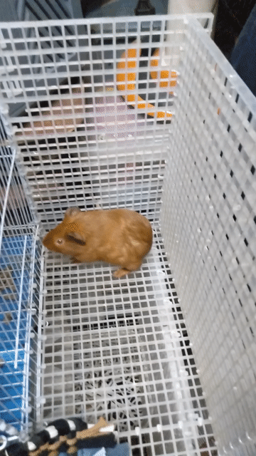 Chuột lang Nâu vàng. Mua bán Thú cưng khác tại Quận Bình Tân Tp Hồ Chí Minh được đăng bởi Dung Nguyễn  hình 1