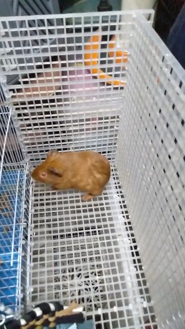 Chuột lang Nâu vàng. Mua bán Thú cưng khác tại Quận Bình Tân Tp Hồ Chí Minh được đăng bởi Dung Nguyễn  hình 1