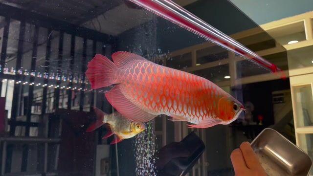 Cá Rồng Huyết Long 52-55 cm Đỏ. Mua bán Thú cưng khác tại Quận 12 Tp Hồ Chí Minh được đăng bởi Lê Quang Huy hình 1