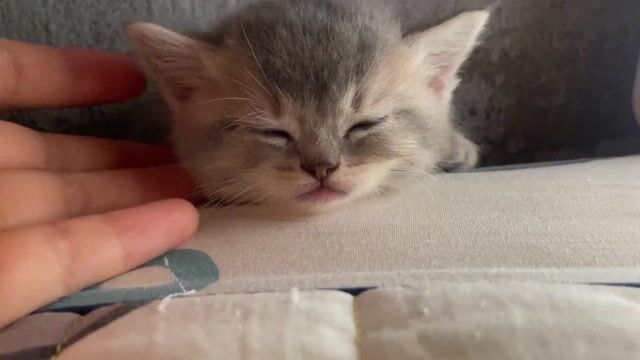 Mèo Anh lông dài và ngắn. Mua bán Mèo tại Thành phố Bà Rịa Bà Rịa - Vũng Tàu được đăng bởi Tên chưa cung cấp hình 1