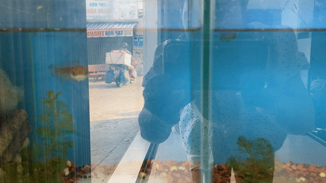 Cá lóc trân châu Ngũ sắc 15cm. Mua bán Thú cưng khác tại Huyện Bình Chánh Tp Hồ Chí Minh được đăng bởi phương hiền hình 1