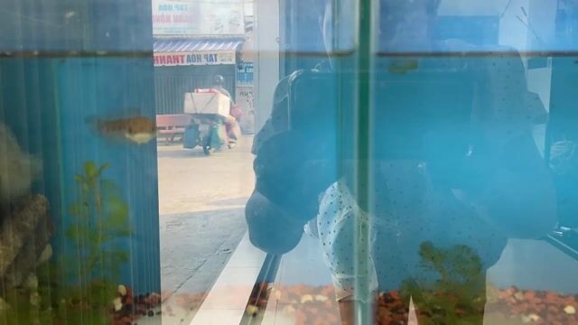 Cá lóc trân châu Ngũ sắc 15cm. Mua bán Thú cưng khác tại Huyện Bình Chánh Tp Hồ Chí Minh được đăng bởi phương hiền hình 1
