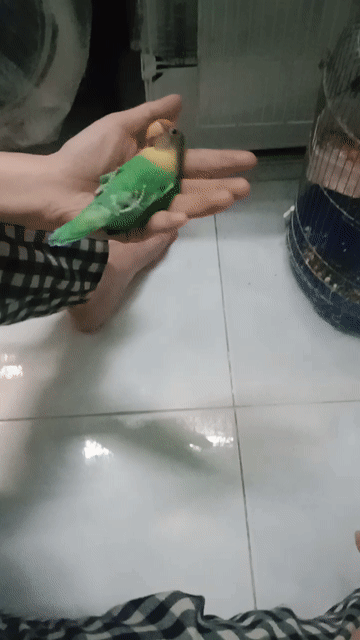 loveids chưa sinh sản . Mua bán Chim tại Quận 12 Tp Hồ Chí Minh được đăng bởi Dinh Lưu Thi hình 1