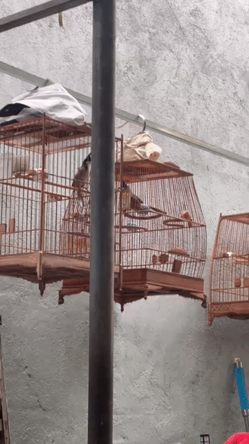 Chào mào mùa đầu đã đấu. Mua bán Chim tại Quận Gò Vấp Tp Hồ Chí Minh được đăng bởi Tùng hình 1