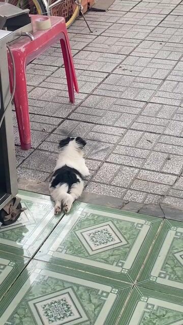 Chó Nhật đen trắng. Mua bán Chó tại Thành phố Tây Ninh Tây Ninh được đăng bởi Ngân Hồng hình 1