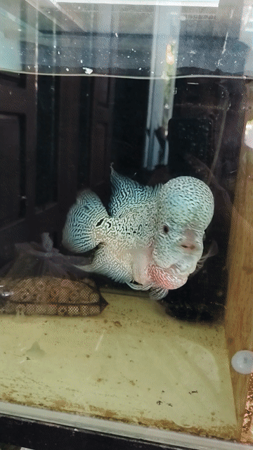 Cá cảnh Kamalau mix Châu sáng đầu to. Mua bán Thú cưng khác tại Quận Cẩm Lệ Đà Nẵng được đăng bởi Mun hình 1