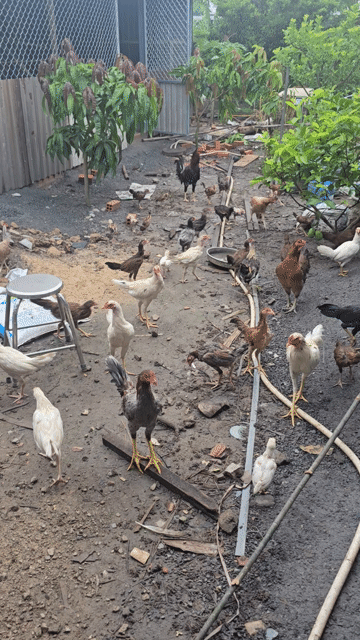 Cây cảnh trang trí nhà cửa văn phòng. Mua bán Cây cảnh, đồ trang trí tại Huyện Củ Chi Tp Hồ Chí Minh được đăng bởi GÀ BỔN TƯ THẢO hình 1