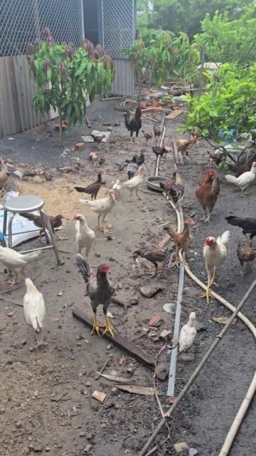 Cây cảnh trang trí nhà cửa văn phòng. Mua bán Cây cảnh, đồ trang trí tại Huyện Củ Chi Tp Hồ Chí Minh được đăng bởi GÀ BỔN TƯ THẢO hình 1