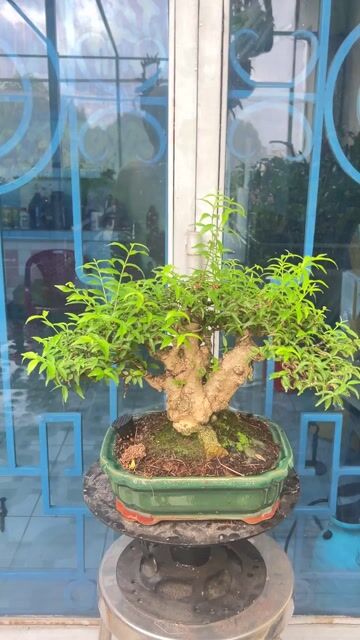 Cây cảnh Mai chiếu thủy để bàn đế bự. Mua bán Cây cảnh, đồ trang trí tại Huyện Hóc Môn Tp Hồ Chí Minh được đăng bởi kiệt nguyễn sky canary shop HCM hình 1
