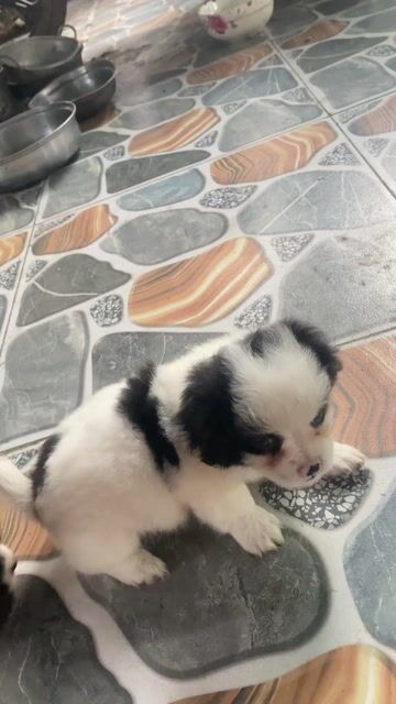 Chó Nhật đen trắng 2 tháng tuổi. Mua bán Chó tại Thành phố Tây Ninh Tây Ninh được đăng bởi  Ngân Gỗ TN  hình 1