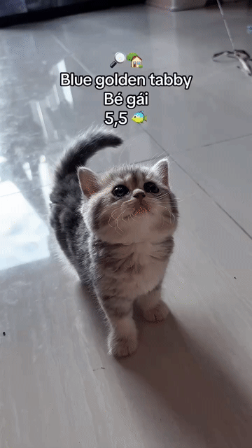 Mèo ALN Blue Golden Tabby 2.5 tháng. Mua bán Mèo tại Thành phố Thủ Đức Tp Hồ Chí Minh được đăng bởi Phù Thị Như Quỳnh hình 1