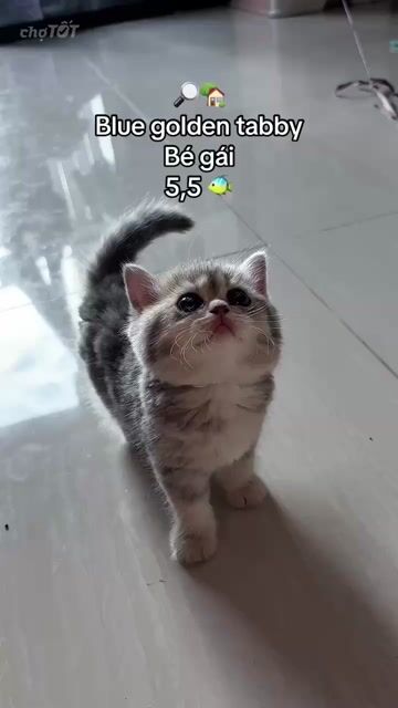 Mèo ALN Blue Golden Tabby 2.5 tháng. Mua bán Mèo tại Thành phố Thủ Đức Tp Hồ Chí Minh được đăng bởi Phù Thị Như Quỳnh hình 1