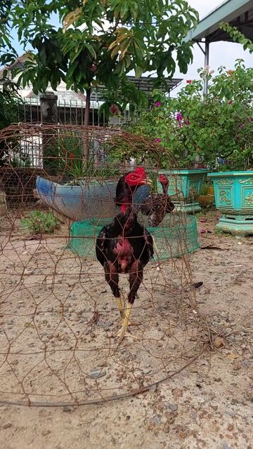 Tía đen mặt bén. Mua bán Gà tại Thành phố Thủ Đức Tp Hồ Chí Minh được đăng bởi Nguyễn Mạnh Quân hình 1