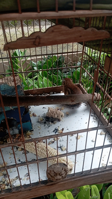 Bé sóc siêu kute. Mua bán Thú cưng khác tại Thành phố Buôn Ma Thuột Đắk Lắk được đăng bởi Tran Quy Loc hình 1