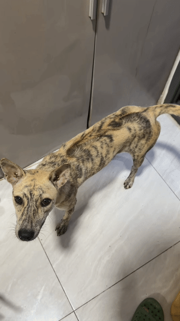 Chó Phú Quốc bạch hổ. Mua bán Chó tại Quận 12 Tp Hồ Chí Minh được đăng bởi QB SHOP PETS hình 1