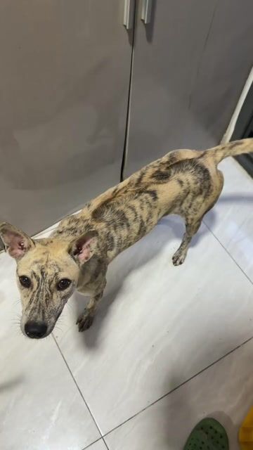 Chó Phú Quốc bạch hổ. Mua bán Chó tại Quận 12 Tp Hồ Chí Minh được đăng bởi QB SHOP PETS hình 1