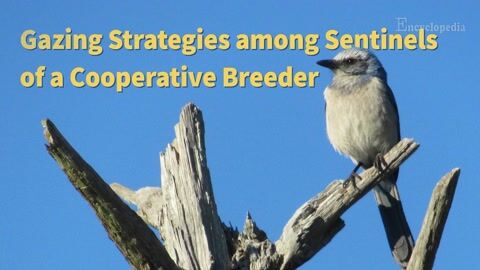 Encyclopedia-Repeatability of Gazing Strategies in a Cooperative Breeder