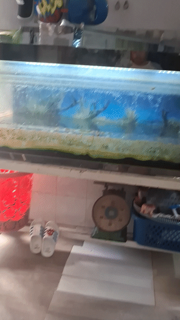 Hồ cá 150x60x70cm có máy lọc. Mua bán Thú cưng khác tại Huyện Hóc Môn Tp Hồ Chí Minh được đăng bởi Đào văn Mãi  hình 1