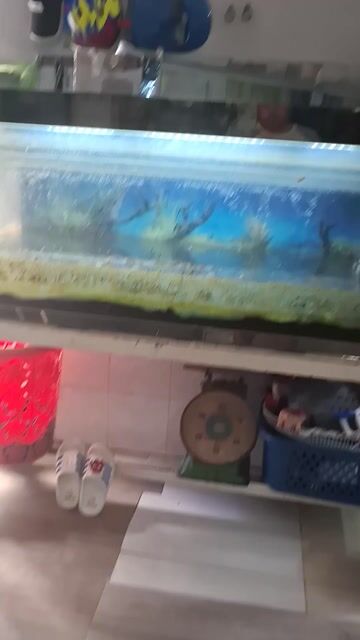 Hồ cá 150x60x70cm có máy lọc. Mua bán Thú cưng khác tại Huyện Hóc Môn Tp Hồ Chí Minh được đăng bởi Đào văn Mãi  hình 1