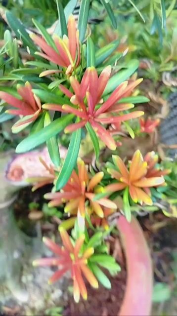 Cây cảnh Tùng đọt đỏ. Mua bán Cây cảnh, đồ trang trí tại Huyện Cai Lậy Tiền Giang được đăng bởi giao lưu cây cảnh  hình 1