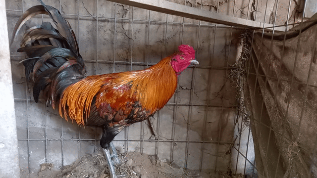 Gà khét 3kg tay dầy cui lai máu Mỹ nặng . Mua bán Gà tại Huyện Giồng Trôm Bến Tre được đăng bởi Trần Quang Thanh hình 1