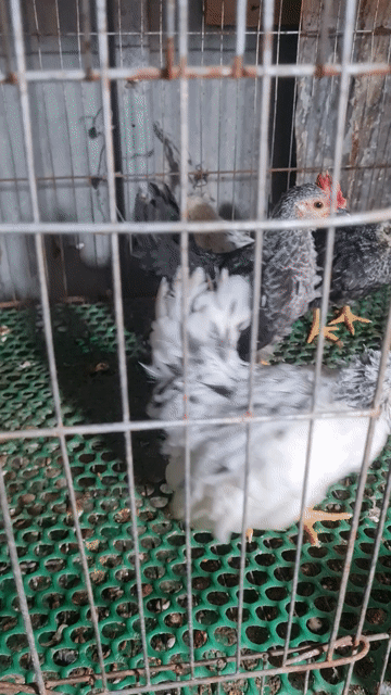 Gà tre Thái Đa sắc 1 mái 3 trống. Mua bán Gà tại Thị xã Tân Uyên Bình Dương được đăng bởi Cuong Hoang Cao hình 1