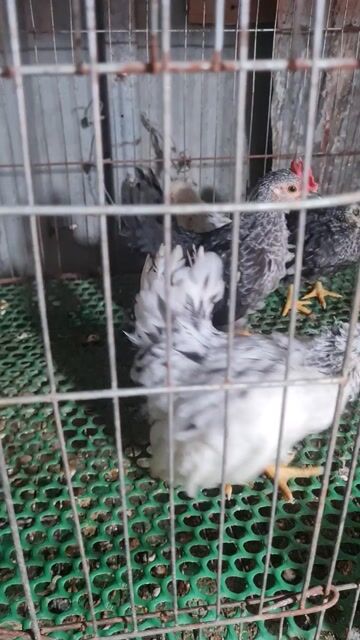 Gà tre Thái Đa sắc 1 mái 3 trống. Mua bán Gà tại Thị xã Tân Uyên Bình Dương được đăng bởi Cuong Hoang Cao hình 1