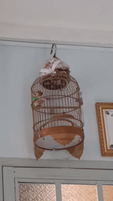 Chim Khuyên trống 2 tháng đã tiêm. Mua bán Chim tại Quận 7 Tp Hồ Chí Minh được đăng bởi hữu hình 1