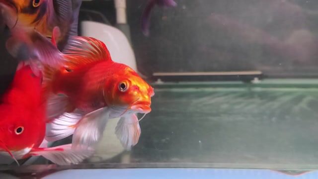 Cá cảnh Đỏ 14cm Vây to dày. Mua bán Thú cưng khác tại Huyện Trảng Bom Đồng Nai được đăng bởi luôn vui tươi  hình 1