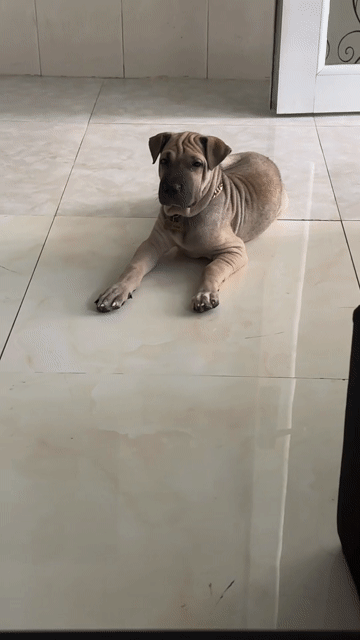 Chó Sharpei cái 3 tháng đã tiêm. Mua bán Chó tại Quận 8 Tp Hồ Chí Minh được đăng bởi cherry hình 1