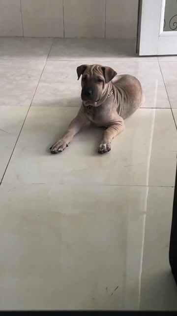 Chó Sharpei cái 3 tháng đã tiêm. Mua bán Chó tại Quận 8 Tp Hồ Chí Minh được đăng bởi cherry hình 1
