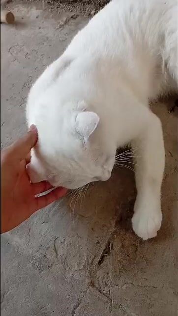 mèo aln lai ald. Mua bán Mèo tại Thành phố Thủ Đức Tp Hồ Chí Minh được đăng bởi Anh Hai hình 1